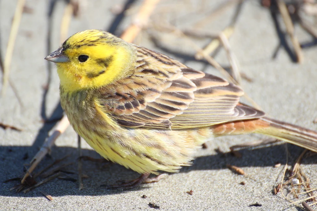 黄鹀(Emberiza citrinella)