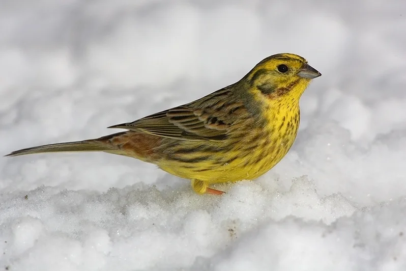 黄鹀(Emberiza citrinella)