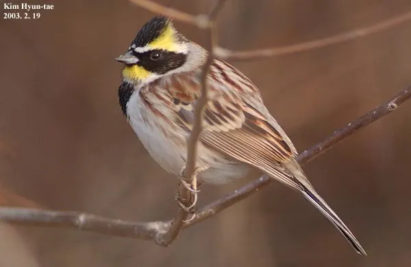 黄喉鹀(Emberiza elegans)