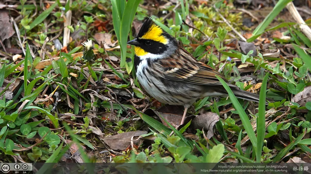 黄喉鹀(Emberiza elegans)