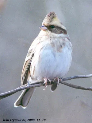 黄喉鹀(Emberiza elegans)