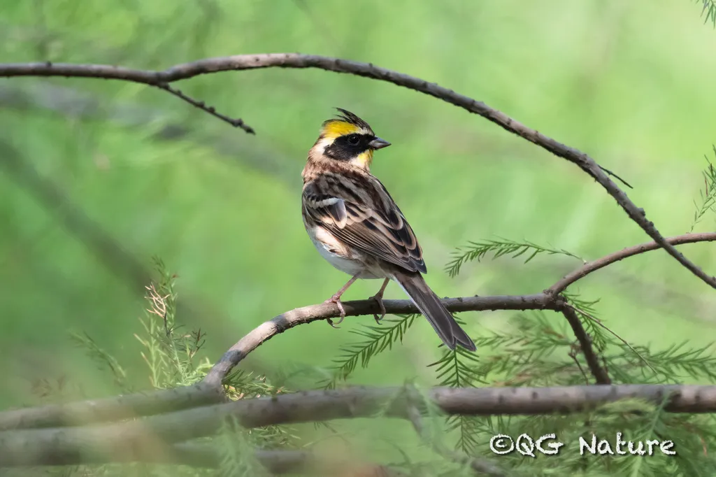 黄喉鹀(Emberiza elegans)