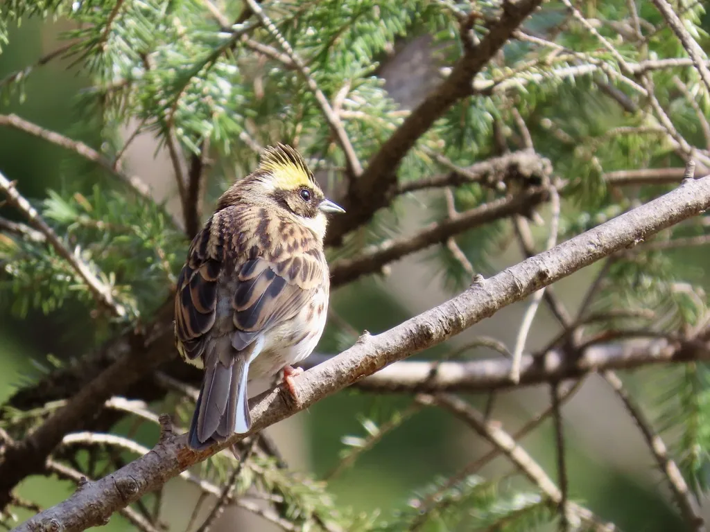 黄喉鹀(Emberiza elegans)