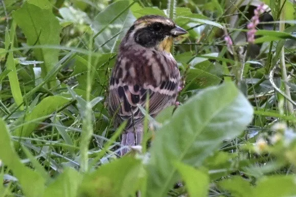 黄喉鹀(Emberiza elegans)