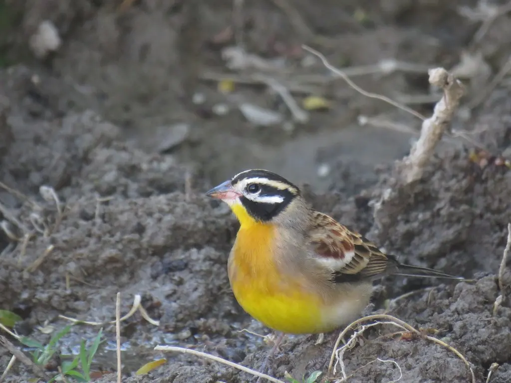 金胸鹀(Emberiza flaviventris)