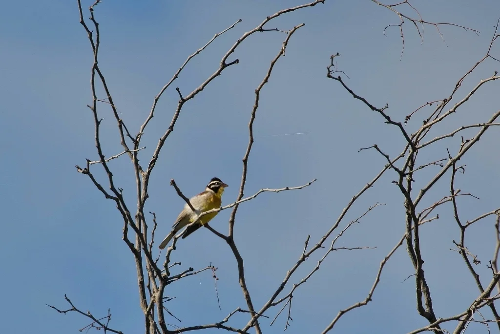 金胸鹀(Emberiza flaviventris)