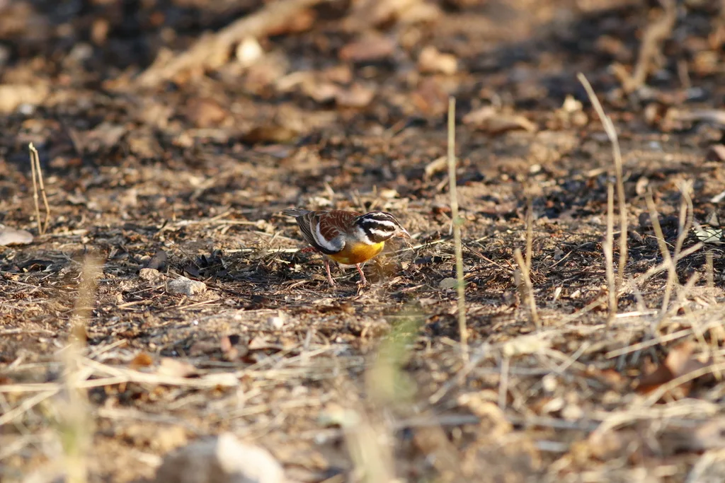 金胸鹀(Emberiza flaviventris)