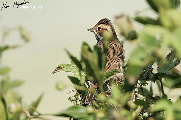 栗耳鹀(Emberiza fucata)