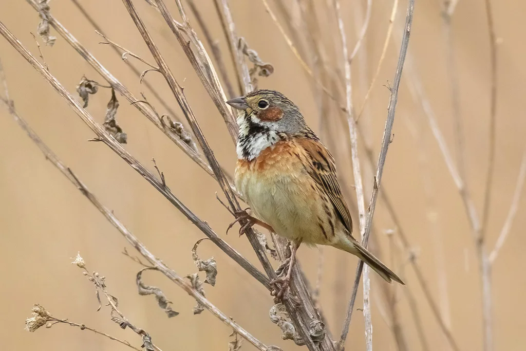 栗耳鹀(Emberiza fucata)