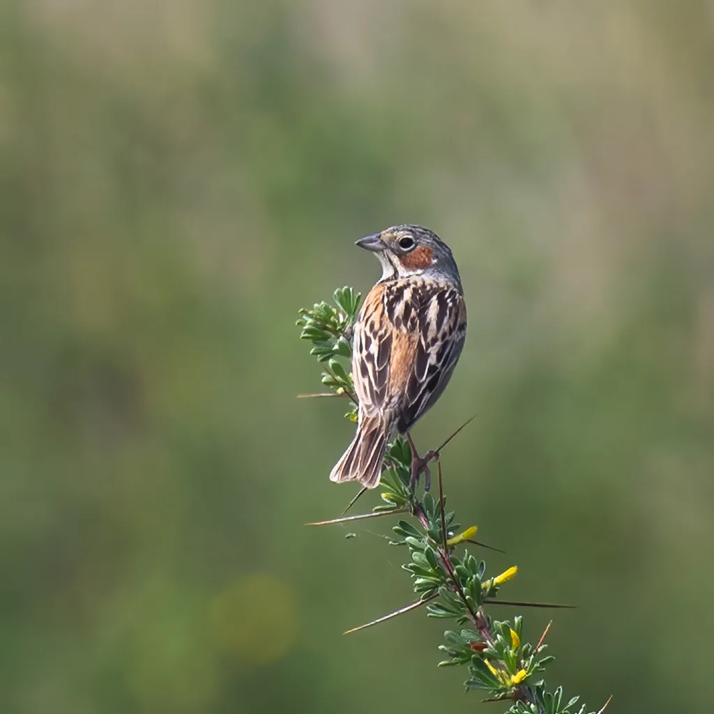 栗耳鹀(Emberiza fucata)