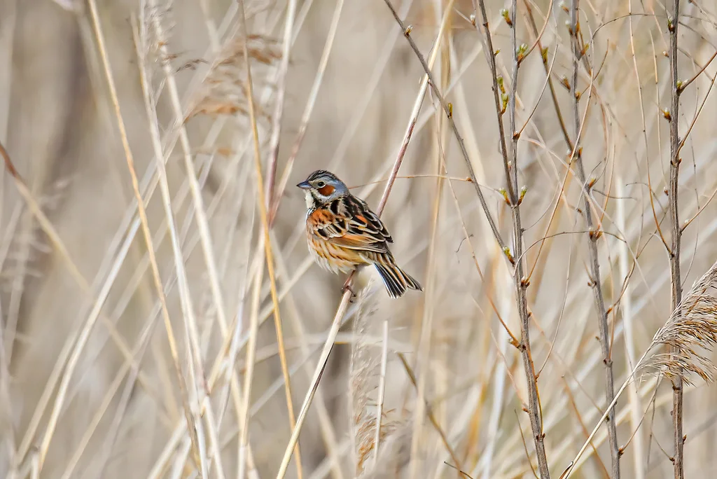 栗耳鹀(Emberiza fucata)