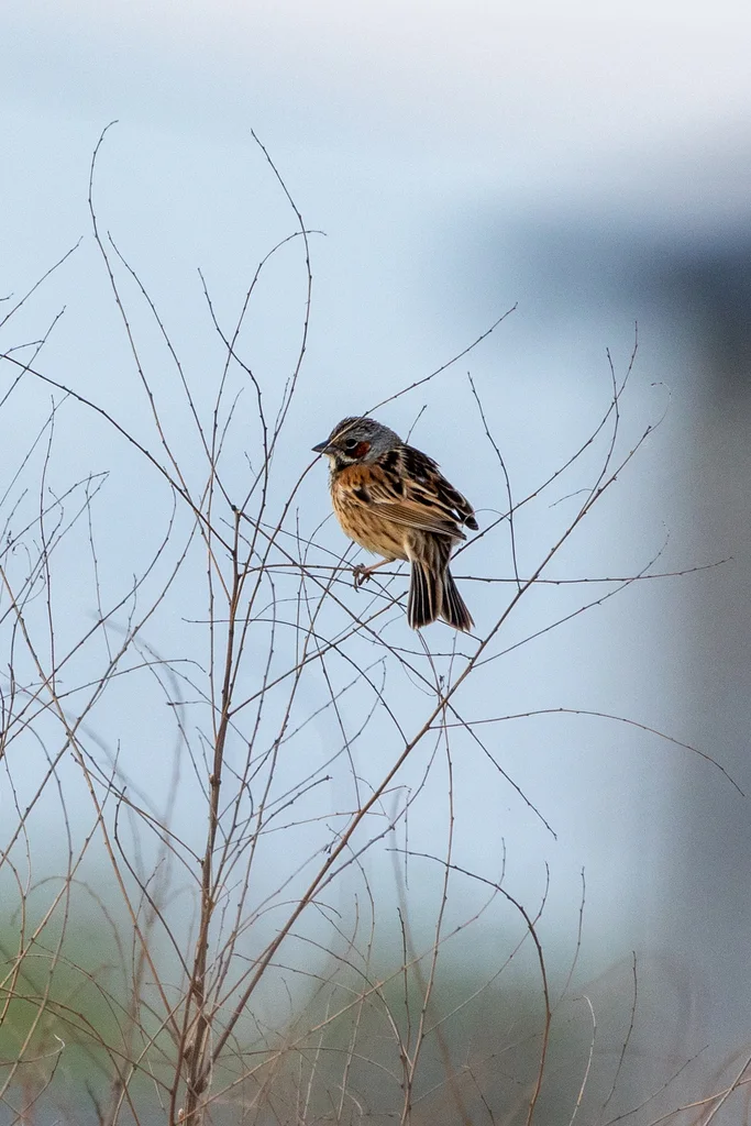 栗耳鹀(Emberiza fucata)