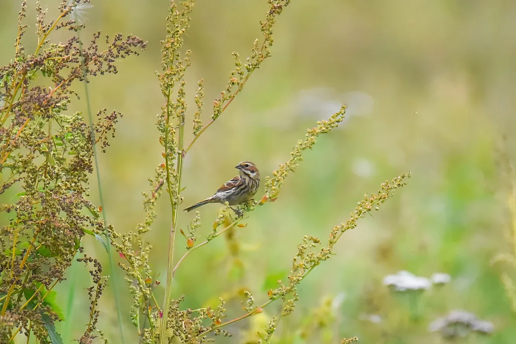 栗耳鹀(Emberiza fucata)