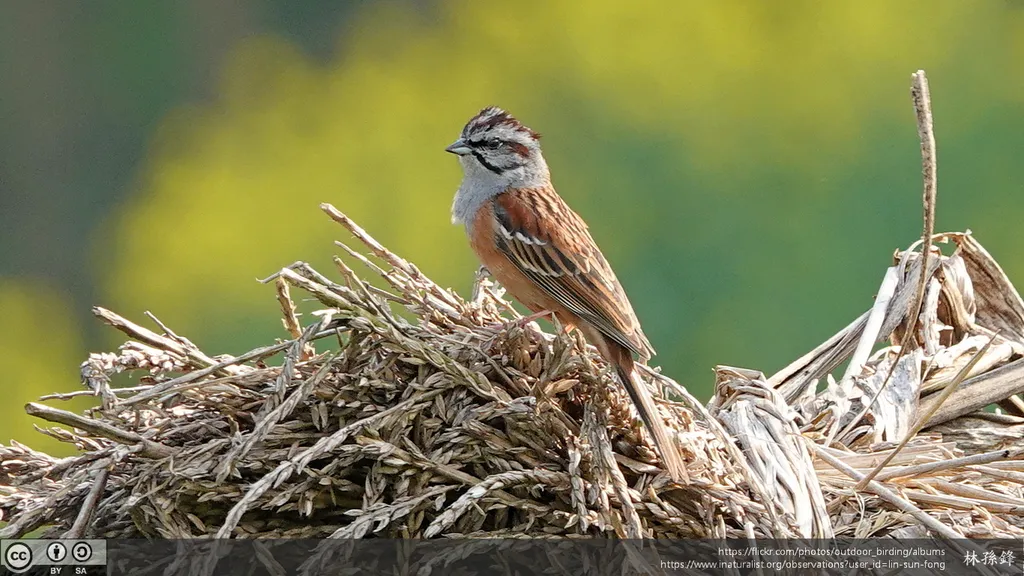 灰眉岩鹀(Emberiza godlewskii)