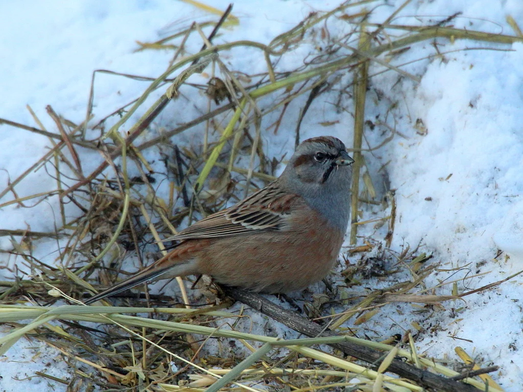 灰眉岩鹀(Emberiza godlewskii)