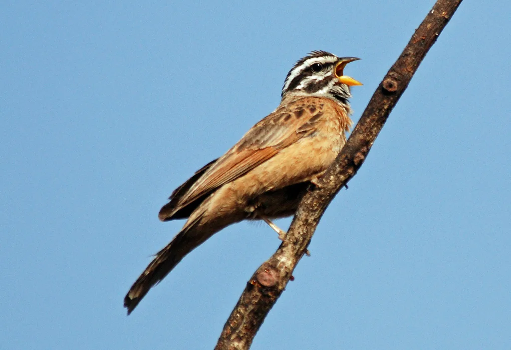 灰喉鹀(Emberiza goslingi)