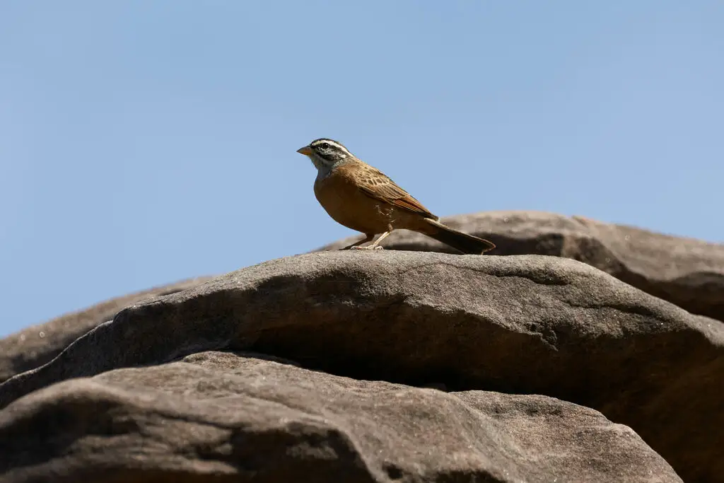 灰喉鹀(Emberiza goslingi)