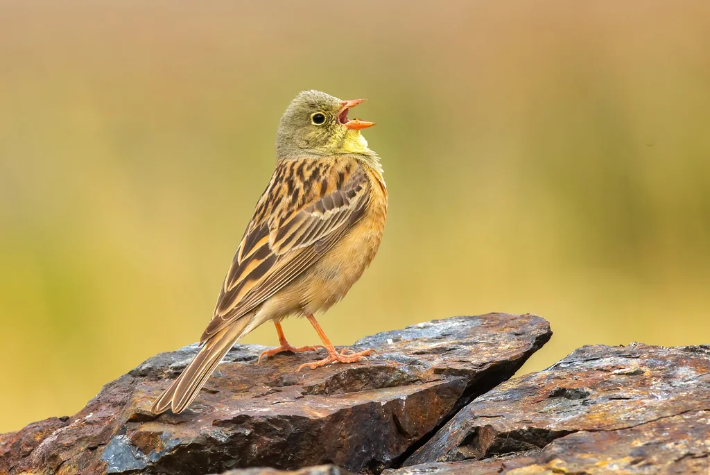 圃鹀（Emberiza hortulana）