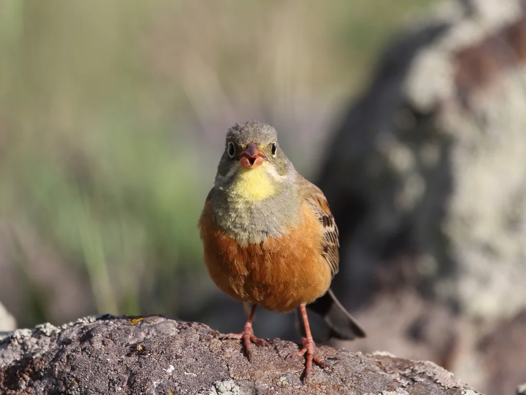 圃鹀（Emberiza hortulana）