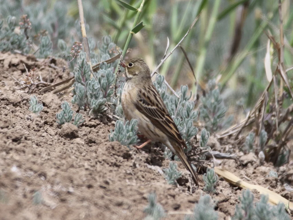 圃鹀（Emberiza hortulana）