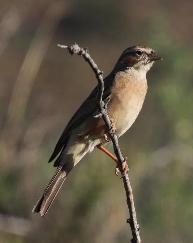 淡岩鹀（Emberiza impetuani）