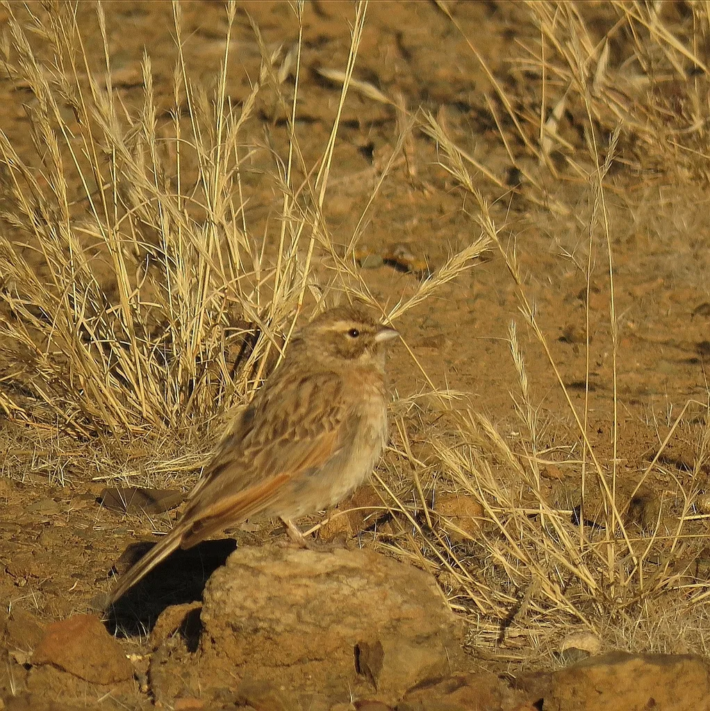 淡岩鹀（Emberiza impetuani）