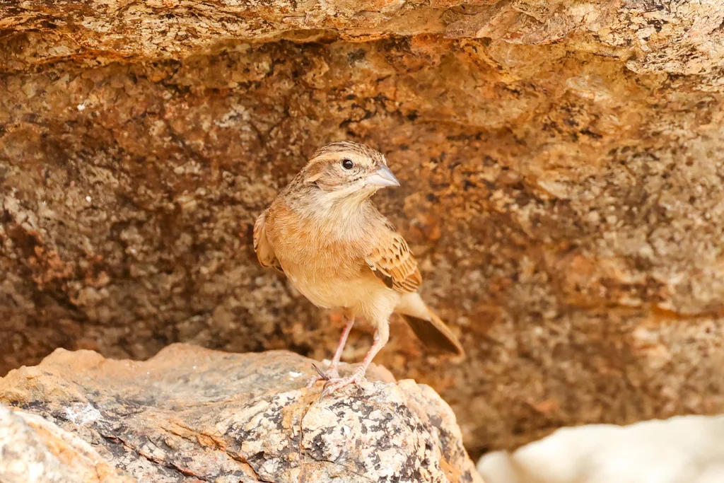 淡岩鹀（Emberiza impetuani）