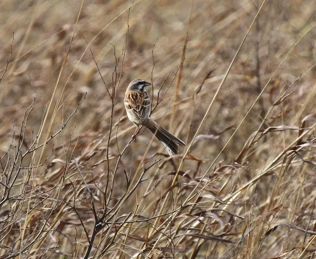 栗斑腹鹀（Emberiza jankowskii）
