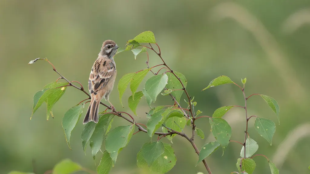 栗斑腹鹀（Emberiza jankowskii）