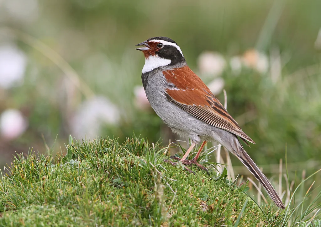藏鹀（Emberiza koslowi）