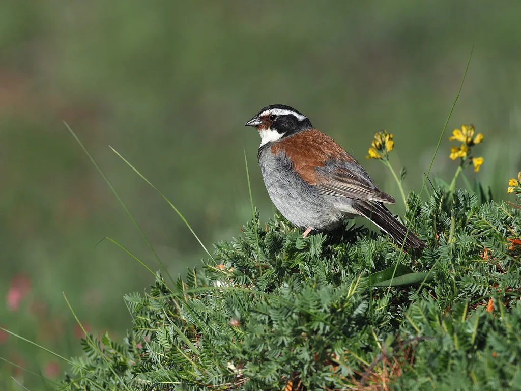 藏鹀（Emberiza koslowi）