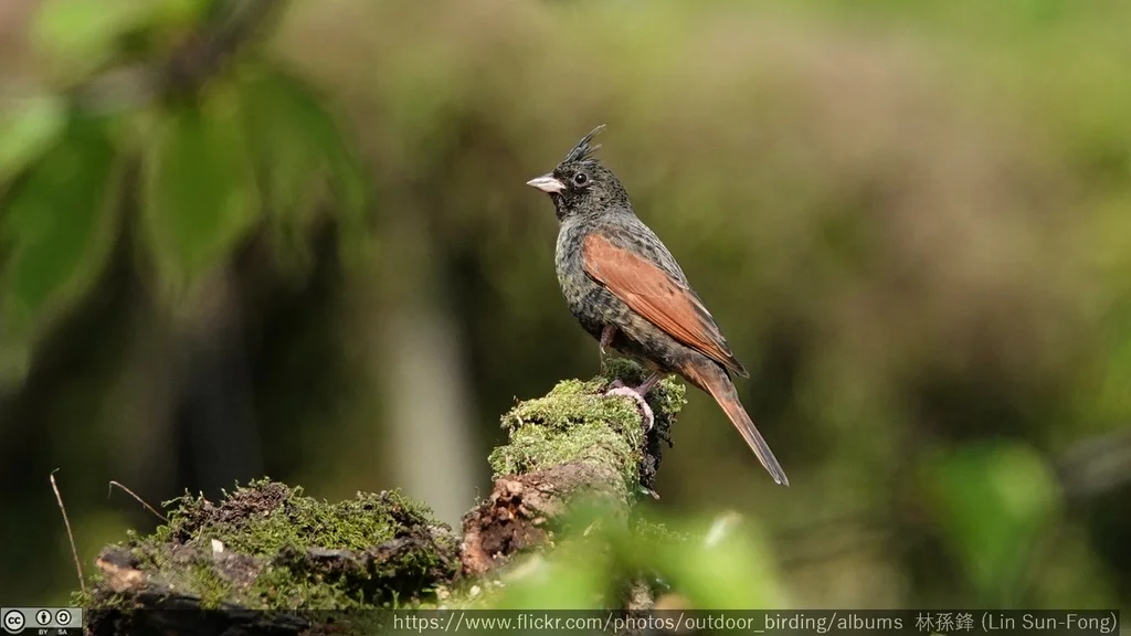 凤头鹀(Emberiza lathami)