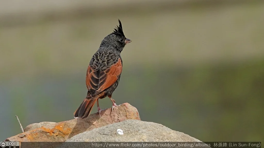 凤头鹀(Emberiza lathami)