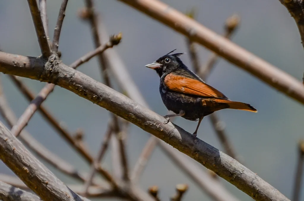 凤头鹀(Emberiza lathami)