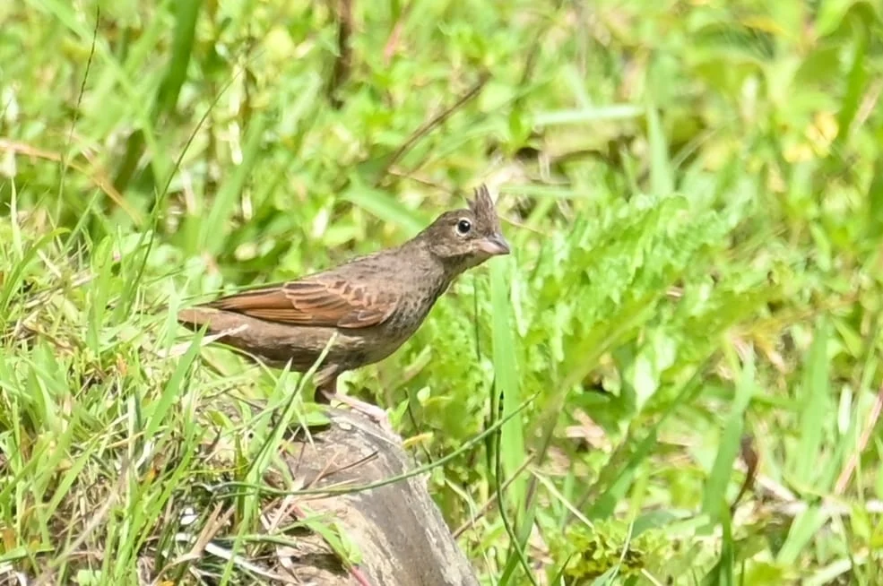 凤头鹀(Emberiza lathami)