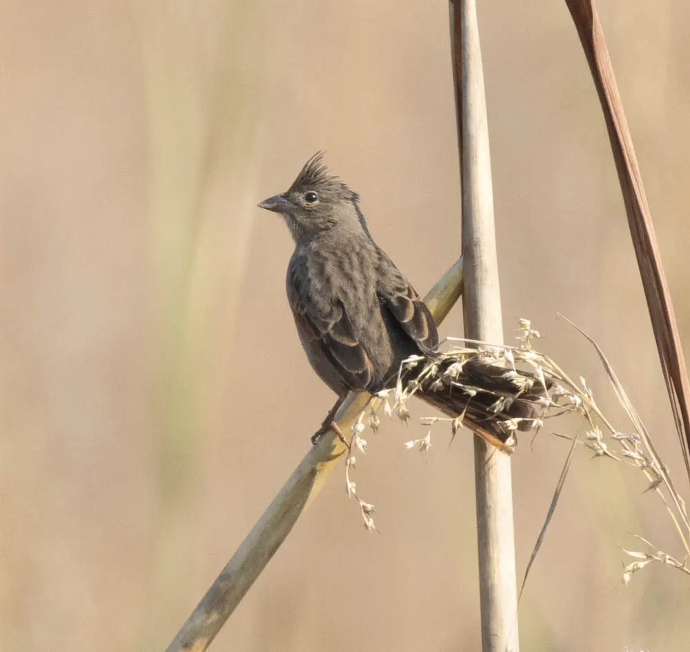 凤头鹀(Emberiza lathami)