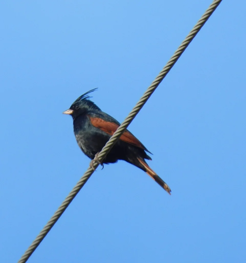 凤头鹀(Emberiza lathami)