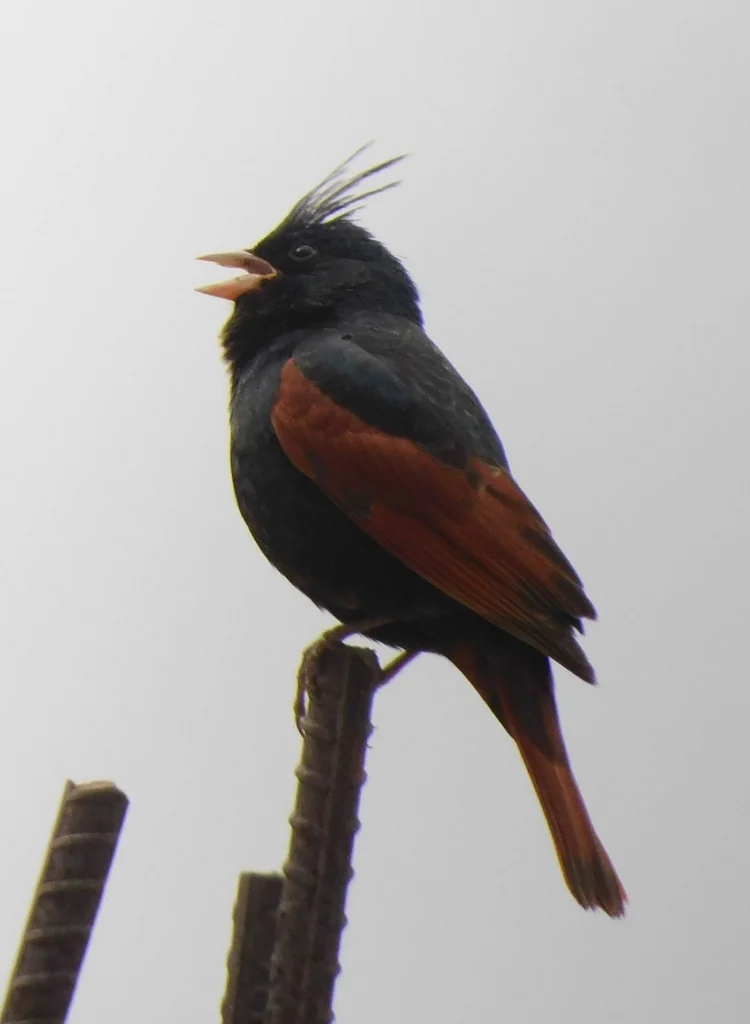 凤头鹀(Emberiza lathami)