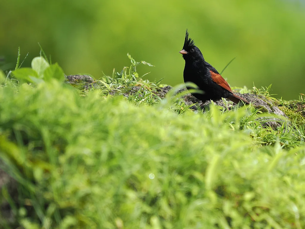凤头鹀(Emberiza lathami)