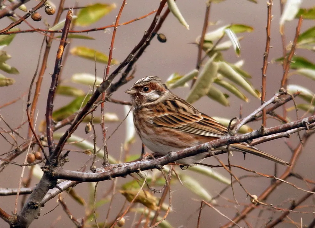 白头鹀(Emberiza leucocephalos)