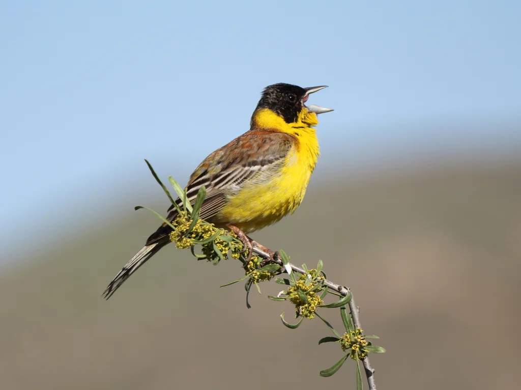 黑头鹀(Emberiza melanocephala)