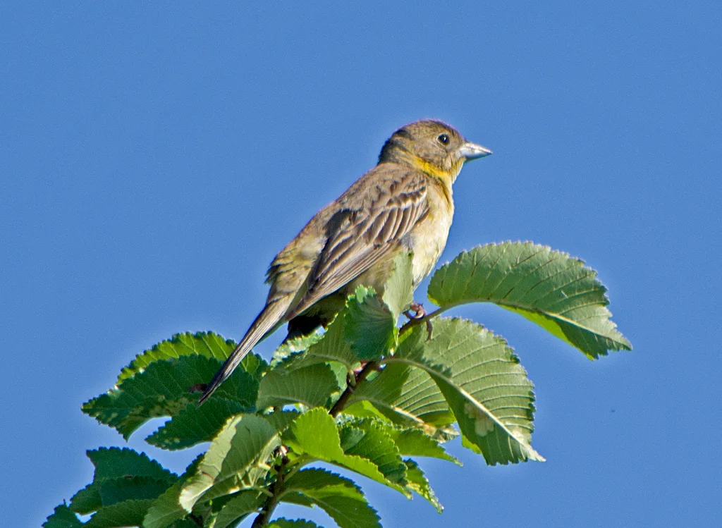 黑头鹀(Emberiza melanocephala)
