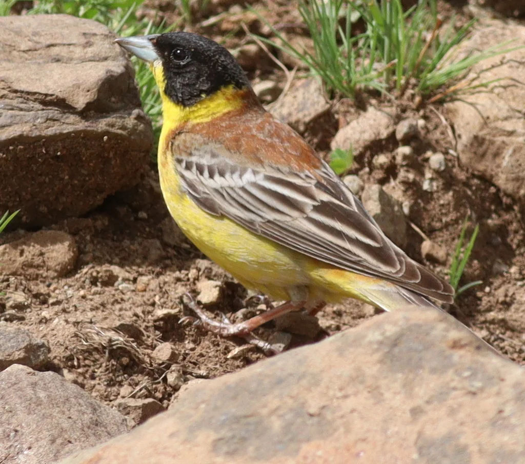 黑头鹀(Emberiza melanocephala)