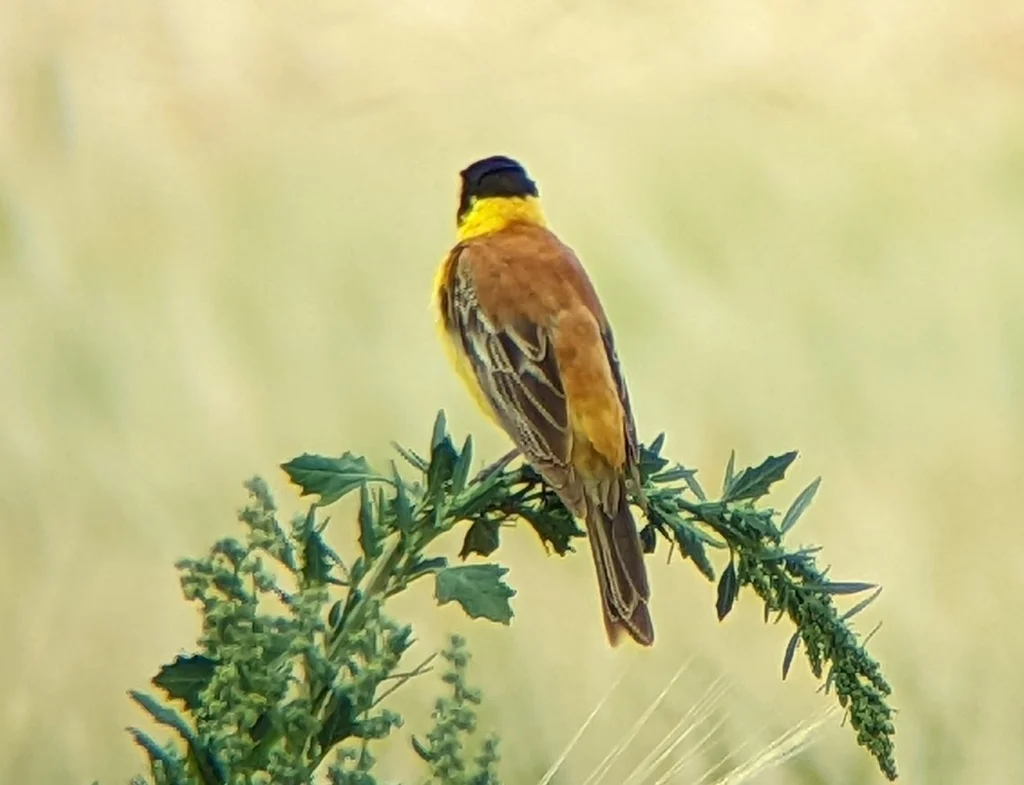 黑头鹀(Emberiza melanocephala)