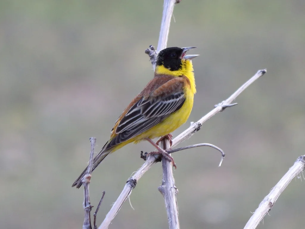 黑头鹀(Emberiza melanocephala)