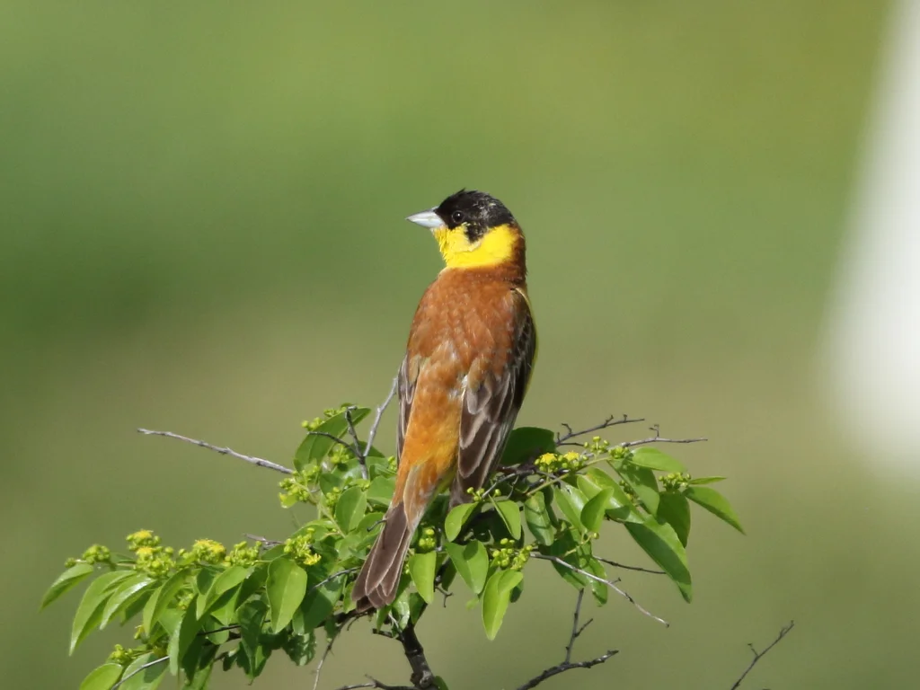 黑头鹀(Emberiza melanocephala)