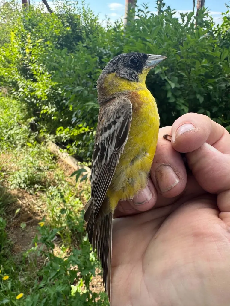 黑头鹀(Emberiza melanocephala)