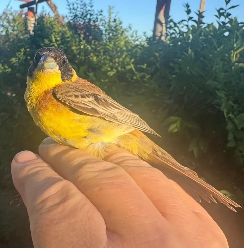 黑头鹀(Emberiza melanocephala)