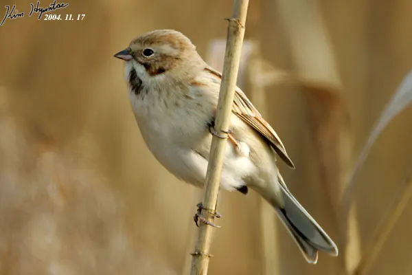 苇鹀(Emberiza pallasi)