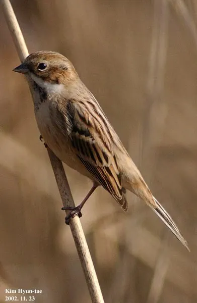 苇鹀(Emberiza pallasi)
